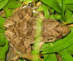 Fejervarya cancrivora