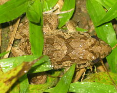 Fejervarya cancrivora