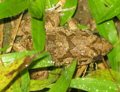Fejervarya cancrivora