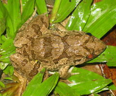 Fejervarya cancrivora