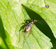 Gryllidae