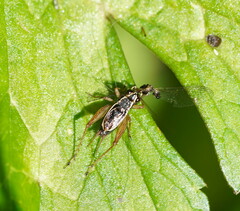 Gryllidae
