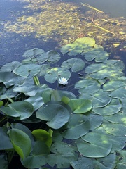Nymphaea alba