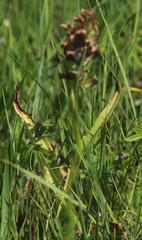 Dactylorhiza incarnata