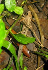 Tettigonioidea