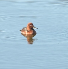Aythya nyroca