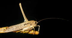 Tettigonioidea