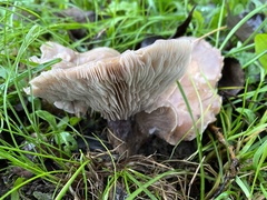 Lepista personata