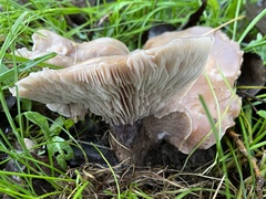 Lepista personata