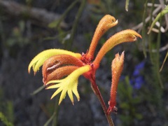 Anigozanthos preissii