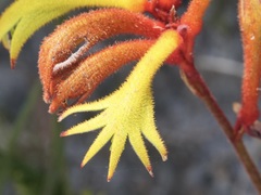 Anigozanthos preissii