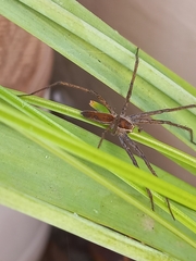 Nilus