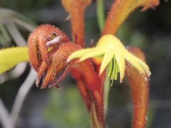 Anigozanthos preissii