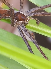 Nilus