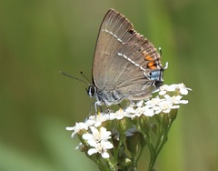 Satyrium spini
