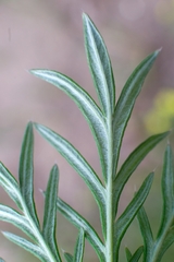 Potentilla multifida