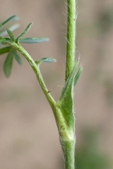 Potentilla multifida