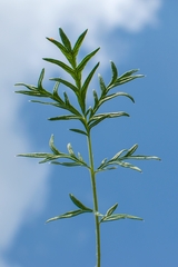 Potentilla multifida