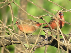 Lagonosticta rubricata