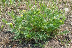 Potentilla multifida