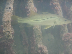 Centropomus undecimalis