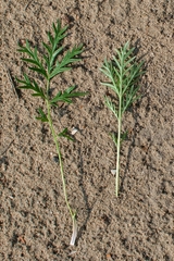Potentilla multifida