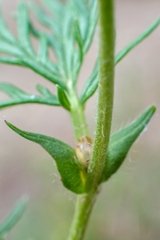Potentilla multifida