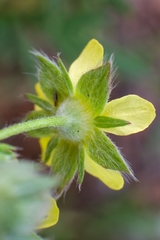 Potentilla multifida