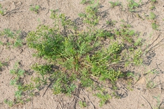 Potentilla multifida