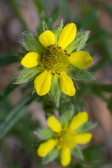 Potentilla multifida