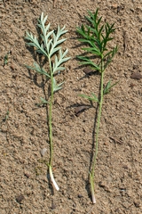 Potentilla multifida