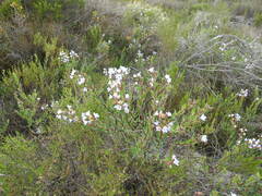 Lobostemon glaucophyllus