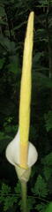 Amorphophallus
