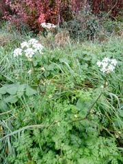 Chaerophyllum temulum