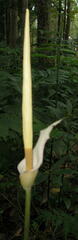 Amorphophallus