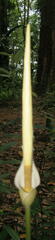 Amorphophallus