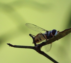 Simosyrphus grandicornis