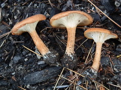 Bonomyces sinopicus