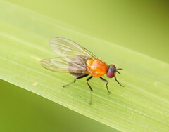 Sapromyza sciomyzina