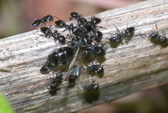 Crematogaster peringueyi