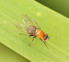 Sapromyza sciomyzina
