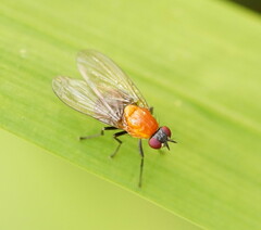 Sapromyza sciomyzina