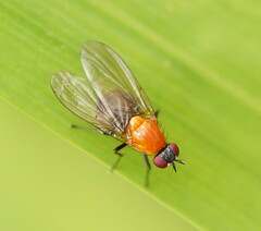 Sapromyza sciomyzina