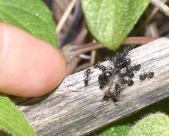 Crematogaster peringueyi