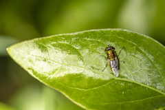 Odontomyia decipiens