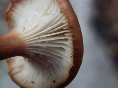Bonomyces sinopicus