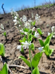 Ornithogalum convallarioides