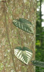 Cissus discolor