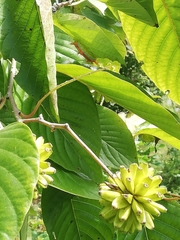 Camptotheca acuminata
