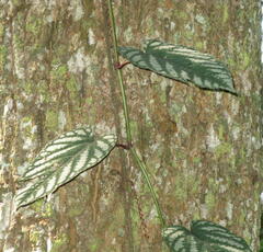 Cissus discolor